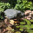 Sea turtle fountain, L 65 cm, black antique