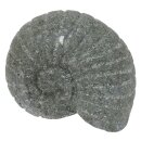 Stein-Muschel "Nautilus", 16 cm,...