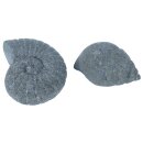 Set of 2, fossil &quot;nautilus&quot; and snail, hand...