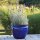 Planter flowerpot Paeonia Ø 30 H 25cm in royal blue glazed frostproof