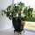 XL planter flowerpot Pitaya, L/W 43 cm H 57 cm, handcrafted in Vietnam, black glazed, frost-proof