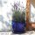 Pflanzgefäß Blumentopf Pflanzkübel Paeonia Ø 20 H 19cm royalblau glasiert mit Untersetzer frostfest