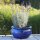 Planter flowerpot planting bowl Azalea, various sizes, in royal blue glazed, frostproof