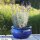 Pflanzgefäß Blumentopf Pflanzkübel Pflanzschale Azalea, Ø 25 H 16cm, royalblau glasiert, frostfest