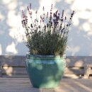 Planter flowerpot Paeonia, various sizes, in jade glazed, frostproof