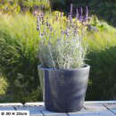 Planter flowerpot Jasmine Ø 23 H 18cm in grey glazed frostproof