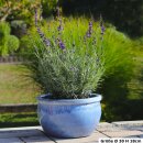 Planter flowerpot planting bowl Gardenia Ø 20 H 13cm in azur color glazed frostproof