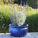 Planter flowerpot planting bowl Azalea, various sizes, in...