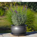 Planter flowerpot planting bowl Gardenia, various sizes, anthracite glazed, with trivet frostproof