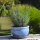 Planter flowerpot planting bowl Gardenia, Ø 30 H 18cm, azur glazed, with trivet frostproof