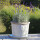 Planter flowerpot Arles, Ø 34 H 25cm, in grey-white glazed, with trivet frostproof